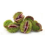 Aesculus Hippocastanum (Chestnut) Extract