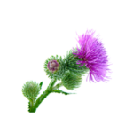 Arctium Lappa (Burdock) Extract