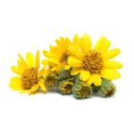 Arnica Montana Flower Extract