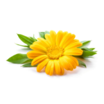 Calendula Officinalis Flower Extract