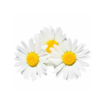 Chamomilla Recutita (Matricaria) Flower Extract
