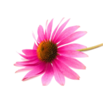 Echinacea Purpurea Extract