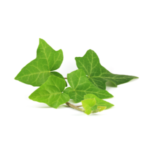 Hedera Helix Leaf Extract