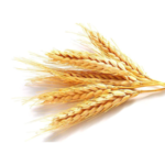 Hydrolyzed Wheat Protein
