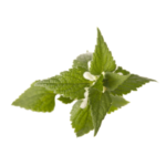 Lamium Album Extract