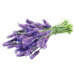 Lavandula Angustifolia (Lavender) Extract” заблокирована Lavandula Angustifolia (Lavender) Extract