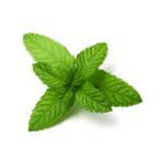 Mentha Piperita (Mint) Extract