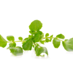 Nasturtium Officinale Extract