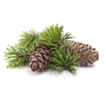 Pinus Sylvestris Bud Extract