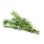 Rosmarinus officinalis (Resemary) leaf extract