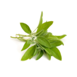 Salvia Officinalis Leaf Extract