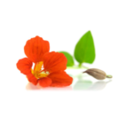 Tropaeolum Majus Flower Extract